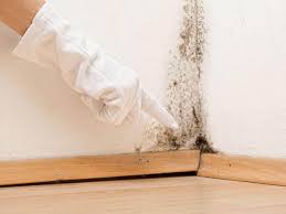 Trusted Nokomis, IL Mold Removal & Remediation Experts